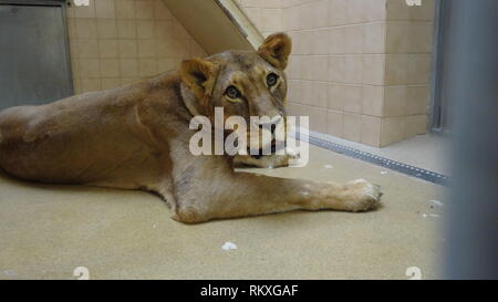 Narkotisierte Lion am Zoo Liberec in der Tschechischen Republik für Gesundheit Prüfung Stockfoto