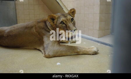 Narkotisierte Lion am Zoo Liberec in der Tschechischen Republik für Gesundheit Prüfung Stockfoto