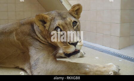 Narkotisierte Lion am Zoo Liberec in der Tschechischen Republik für Gesundheit Prüfung Stockfoto