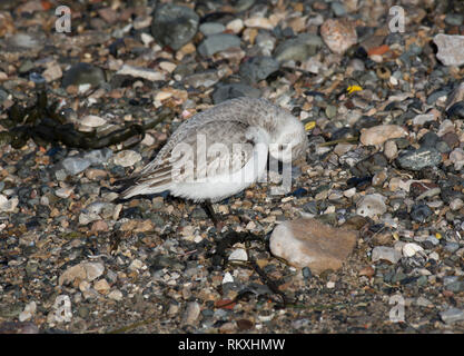 Sanderling, Calidris alba, Erwachsener, Putzen, Morecambe Bay, Großbritannien Stockfoto