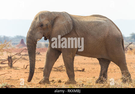 Elefant (Loxodonta africana) Stier männlich mit zerbrochenen Hauer an einem Wasserloch oder Wasserloch in Namibia Afrika im Wilden isoliert Stockfoto