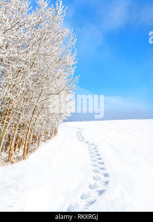 Fußabdrücke auf Schnee Weg entlang Bäume mit Schnee bedeckt nach frischen, starker Schneefall. Blauer Himmel und Kopieren. Stockfoto