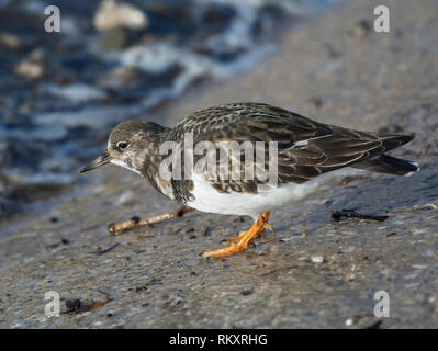 Ruddy Turnstone, Arenaria interpres, Nahaufnahme, Fluss Wyre, Lancashire, Großbritannien Stockfoto