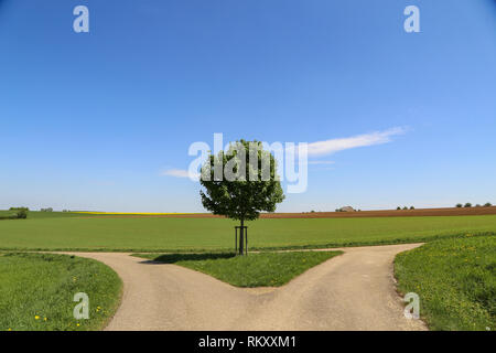 Grüner Baum steht an einem Scheideweg Stockfoto