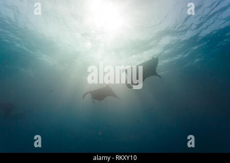 Mantarochen, Mobula alfredi, kreisen durch Sonnenstrahlen nahe der Oberfläche, während sie sich ernähren Stockfoto