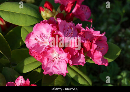 Schönen Lila Rhododendron Blüte im Blumengarten Stockfoto