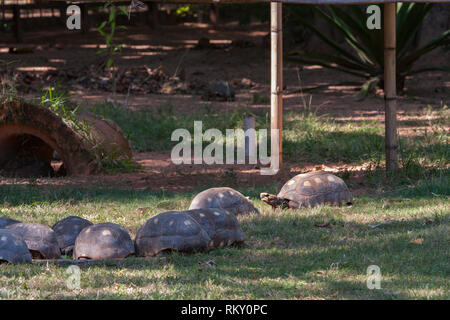 Red-footed Schildkröte (Chelonoidis Carbonarius), Gruppe unter einem Baum im Schatten in seinem Gehege im Zoo von Asuncion, Paraguay Ruhe Stockfoto