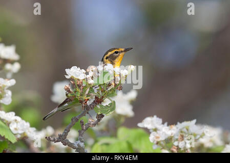 Eine blackburnian Warbler, versteckt sich hinter einem Apple Blossom. Helles Gelb mit schwarzen Streifen zeichnet sich aus den weißen Blüten des Baumes. Stockfoto