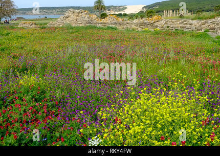 Ein Blick auf die üppigen Wilde Blumenwiese und römischen Ruinen von Baelo Claudia, hinter dem Strand in der Bucht von Bolonia an der Costa de la Luz, Spanien. Stockfoto