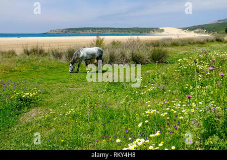 Eine grasende Pferd in eine wilde Blume Wiese neben dem einsamen Strand und Dünen an der Bucht von Bolonia an der Costa de la Luz, Andalusien, Spanien Stockfoto