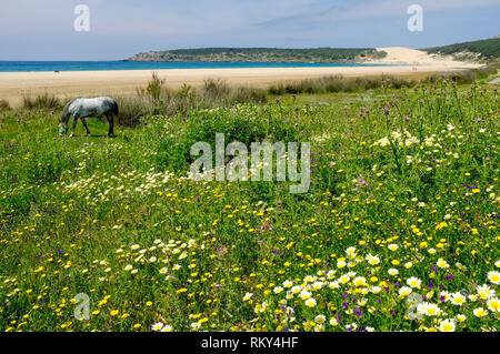 Eine grasende Pferd in eine wilde Blume Wiese neben dem einsamen Strand und Dünen an der Bucht von Bolonia an der Costa de la Luz, Andalusien, Spanien Stockfoto