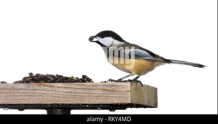 Eine schwarze capped chickadee befindet sich auf der Spitze eines Sonnenblumenkerne Einzug. Dem genialen chickadee orange Bauch hebt sich von seinen Midnight Black Wings ein Stockfoto