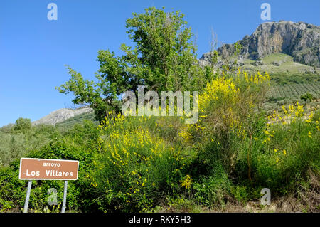 Frühling mit gelb blühenden Ginster, die Berge und die Olivenhaine in der Sierra Subbetica, ein Naturpark in der Provinz Córdoba, Andalusien, Spanien. Stockfoto