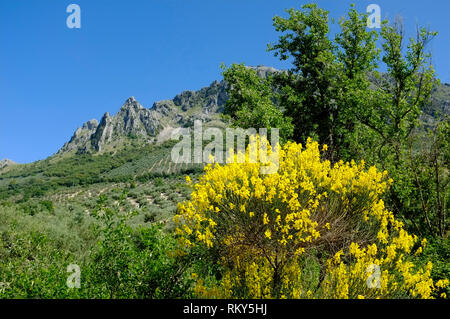 Frühling mit gelb blühenden Ginster, die Berge und die Olivenhaine in der Sierra Subbetica, ein Naturpark in der Provinz Córdoba, Andalusien, Spanien. Stockfoto