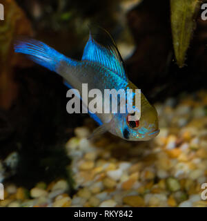 Eine Makroaufnahme eines Electric Blue ram tropischen Fischen. Stockfoto
