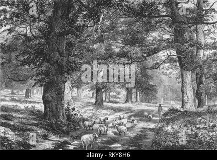 'Im Sherwood Forest', c 1875. Schöpfer: Josia Holz Whymper. Stockfoto