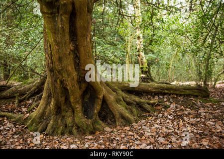 Baum mit Wurzeln in den Wäldern bei Tageslicht mit Herbst Blätter auf dem Boden um die Basis der Struktur Stockfoto