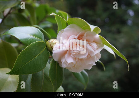 Blume von Camellia japonica in sanftem Rosa Farbe mit grünen Blättern gerahmte Nähe zu sehen. Stockfoto