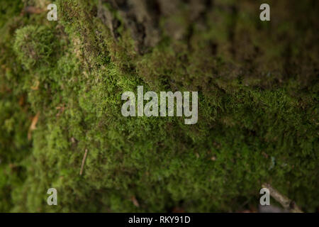 In der Nähe von Moos auf Baumstamm Stockfoto