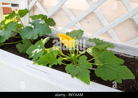 Blühende Zucchini Anlage im Bett heben. Stockfoto