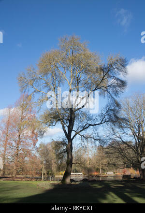 Elegante Baum im Winter und Pagode in RHS Wisley Garden, Surrey Stockfoto