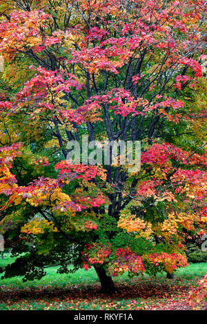 Ein Herbst Blick auf einem Acer japonicum Baum in Westonbirt Arboretum. Stockfoto