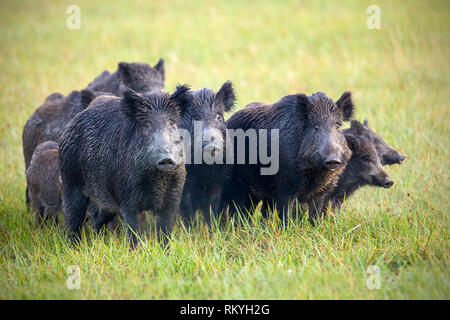 Eine Herde Wildschweine, sus scrofa, auf einer Wiese nass vom Tau. Wilde Tiere in der Natur in den frühen Morgenstunden mit Feuchtigkeit, Gras. Säugetiere in wilder Stockfoto