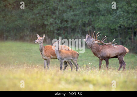 Rotwild, Cervus elaphus, Herde in der Brunftzeit mit Hirsch Gebrüll. Tier Familien in der Natur. Gruppe von wild lebenden Säugetieren in der Wildnis in der Paarungszeit. Stockfoto