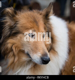 Eine Nahaufnahme von ist eine raue Collie hund Kopf. Stockfoto