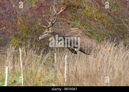 Rotwild, Cervus elaphus, Hirsch springen über Zaun erfasst der Luft. Konzept der Wild animal Migration auf landwirtschaftlichen Feldern. Konzept einer Säugetier overc Stockfoto