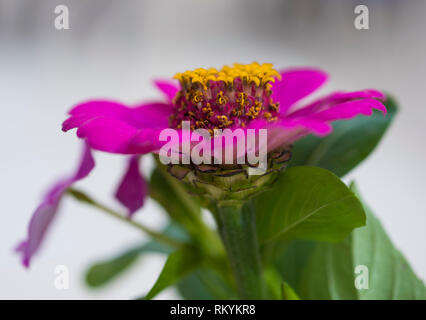 Close-up Detail einer Lila outsidepride Dahlie Blume Zinnia elegans im Garten Stockfoto