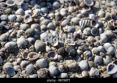 Kleine helle Meer Muscheln lightned von Sun am Strand von Chelem, Mexiko Stockfoto