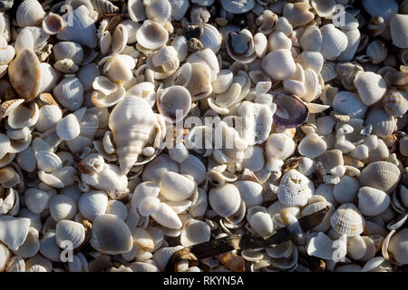 Kleine helle Meer Muscheln mit Gras lightned von Sun am Strand von Chelem, Mexiko Stockfoto