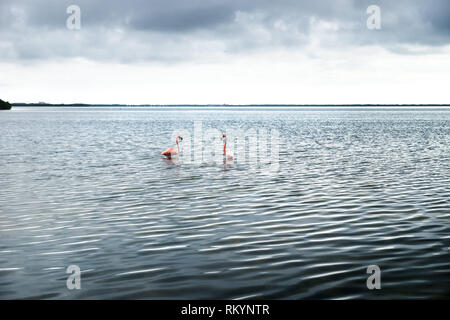 Zwei rosa Flamingos im silber glänzenden Lagune von Chelem, Yucatan, Mexiko Stockfoto