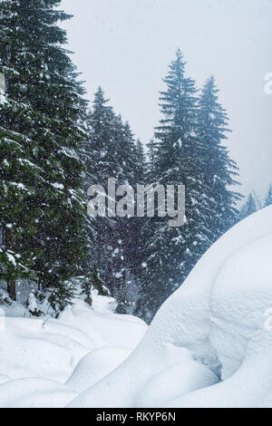 Schnee, der Edlen Tannen Stockfoto