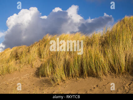 Schönen Sand dune Gräser wiegen Sie sich in der sanften Brise vor blauem Himmel weiße Wolke Hintergrund bei Instow, Devon Stockfoto