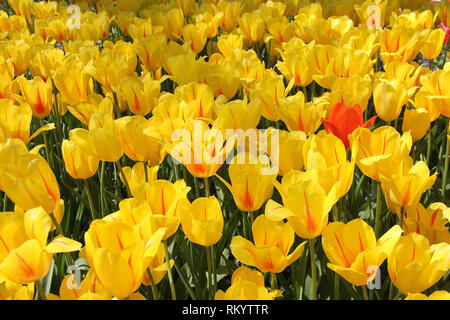 Bereich der gelben schöne Tulpen mit roten Streifen. Frühling im Keukenhof flower garden, Netherlans Stockfoto