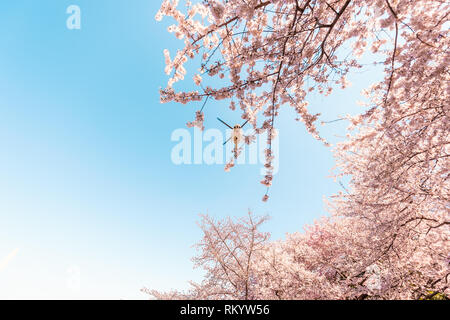 Cherry Blossom Sakura-bäume mit blauem Himmel suchen der Perspektive mit rosa Blüten im Frühjahr Washington Monument und Hubschrauber Stockfoto