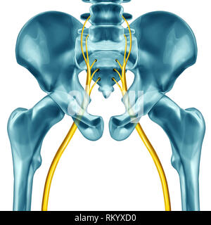 Ischiasnerv Konzept wie eine menschliche Anatomie mit 3D-Abbildung: Elemente auf einem weißen Hintergrund. Stockfoto