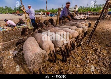 Ziegen, die am Sonntag zum Viehmarkt gehandelt außerhalb von Kashgar westlichste Stadt (China), Provinz Xinjiang, China. Kashgar ist entlang der