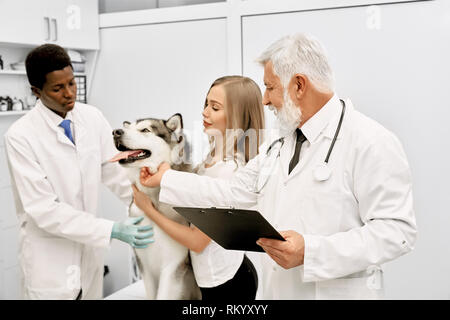 Zwei tierärztliche Ärzte und Eigentümer in der Nähe von wunderschönen Malamute, auf ihn schauen und streicheln. Professionelle Arzt mit grauem Haar in Weiß medical Uniform, Ordner. Stockfoto