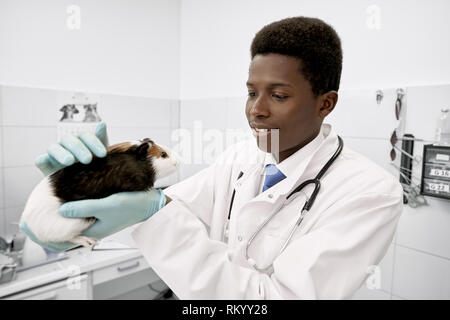 Art afrikanische Arzt Holding cute hambag in Händen. Braune und weiße Hamster auf Prüfung in der Tierklinik. Junge Tierarzt tragen in Weiß medical Uniform und mit Stethoskop um den Hals. Stockfoto