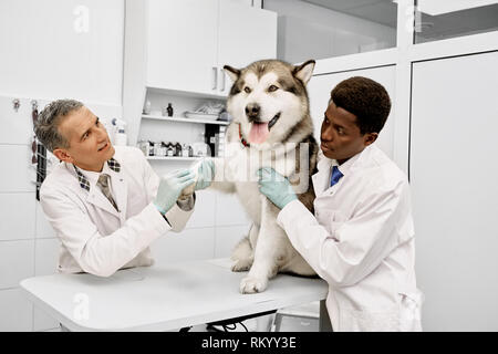 Grosse schöne Malamute sitzen auf weißen Märchen und die Pfote zu Tierärzte. Afrikanische Tierarzt Arzt umarmen und Streicheln von Tieren. Reifen Arzt in medizinischen Kleid holding Pfote des Hundes. Stockfoto