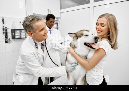 Glückliche Frau, Inhaber von malamute umarmen Hund und lächelnd, Reifen Doktor, Prüfung und Diagnose von Tier mit Stethoskop in der privaten Klinik. Afrikanische Assistant hinter. Stockfoto