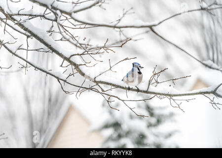 Nahaufnahme eines Blue Jay, Cyanocitta cristata, Vogel weit auf Eiche Baum im Winter im Schnee in Virginia abgedeckt thront Sitzen Stockfoto