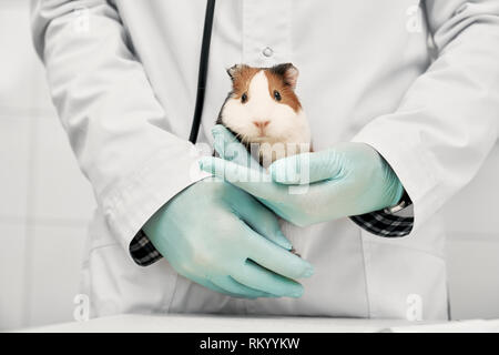 Tierarzt tragen in weißem Kleid und medizinische Handschuhe Holding sanft Hamster. Nettes und hübsches kleines Haustier in den Händen sitzen, an der Kamera schaut. Konzept der Tierklinik und Heilung von Tieren. Stockfoto
