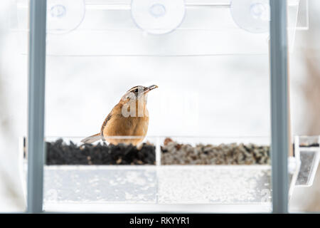 Carolina Wren Vogel sitzt auf Kunststoff Fenster aus Glas, Schrägförderer barsch im Winter neugierig die Samen Feed in Virginia gehockt Stockfoto