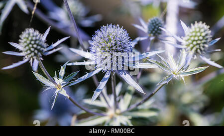 Eine Makroaufnahme von Sea Holly Blue Hobbit. Stockfoto