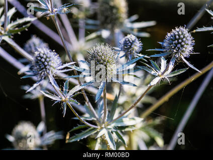 Eine Makroaufnahme von Sea Holly Blue Hobbit. Stockfoto