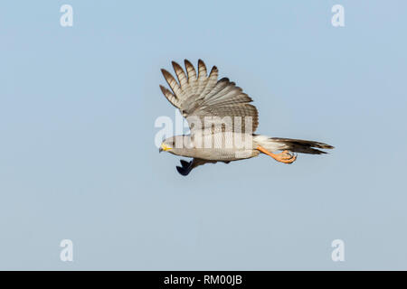 Eine einzige Ost- oder blass Chanting Goshawk im Flug gleich nach dem Entfernen, Wüste, Lewa Lewa Conservancy, Kenia, Afrika Stockfoto